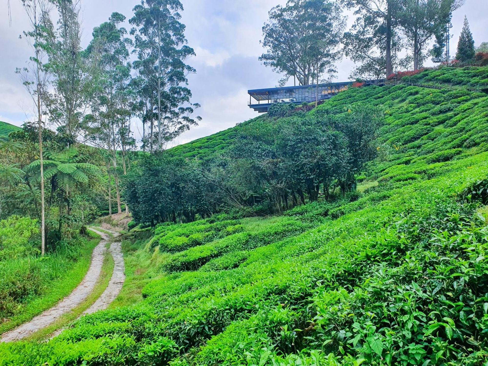 Mossy Forest Family Retreat Ii, 2-8 Pax, Cameron Highlands Exterior foto